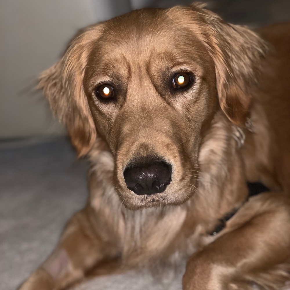 Meet your Posher, Piper